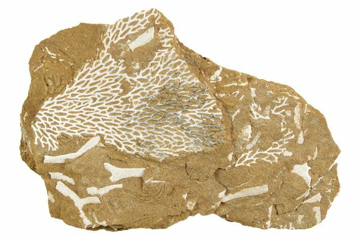 Ordovician Kukersite Oil Shale with Bryozoan Fossils - Russia #369575